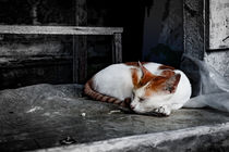 Small balinesean sleeping cat on a staircase by Claudia Schmidt