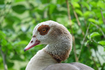 A goose ́s pride by Claudia Schmidt