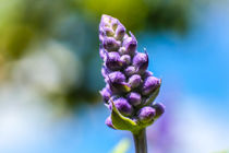 Lavender blossom von Claudia Schmidt