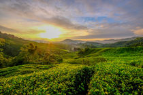 Sonnenaufgang über den Teeplantagen von Claudia Schmidt