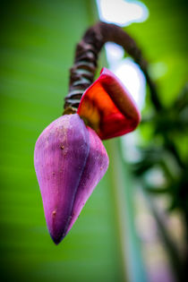 Bananenblüte von Claudia Schmidt