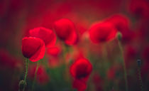 Poppies by kunstfotografie