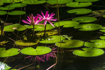 Water lily flowers von Jorge Ivan vasquez