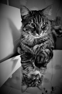Tabby cat with reflection in black and white von Maud de Vries