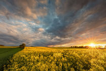 Rapsfeld im Abendlicht II von Reiko Sasse