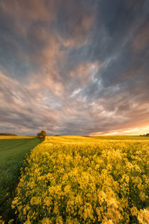 Rapsfeld im Abendlicht von Reiko Sasse