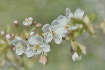 Apfelblüten von Manuela Haake