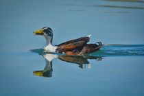 Ente by Manuela Haake