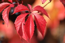 Jungfernrebe rot Herbst von alsterimages