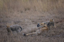 Cheetah lady with 2 cubs playing around her by Claudia Schmidt