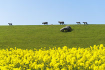 Norddeich im Mai von Heidi Bollich