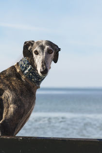 Galgo an der Nordsee / 2 von Heidi Bollich