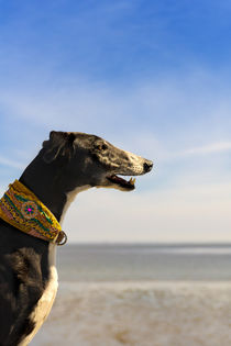 Galgo an der Nordsee von Heidi Bollich