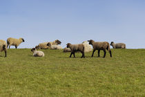 Schafe auf dem Deich von Heidi Bollich
