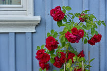 Rosen vor schwedischem Haus von Peter Bergmann