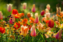 Kunterbunte Blumenpracht von Renate Dohr