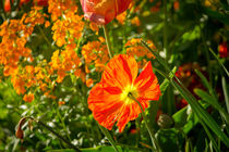 Mohnblume im Gegenlicht von Renate Dohr