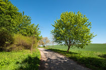 Landschaft mit Straße und Bäumen von Rico Ködder