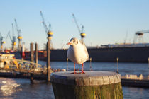 Harbour Seagull von Julian Berengar Sölter