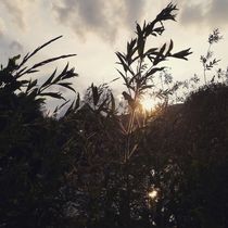 Schilf am Fluss bei Sonnenuntergang  von on-the-road