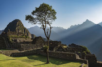 tree in machu picchu	 von césarmartíntovar cmtphoto