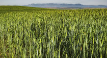 field of wheat  by césarmartíntovar cmtphoto