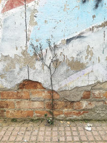 little tree over the battered painted wall	 by césarmartíntovar cmtphoto