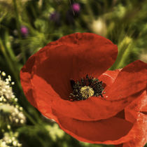 red poppy flower in field	 von césarmartíntovar cmtphoto