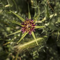 red and yellow flower	 von césarmartíntovar cmtphoto