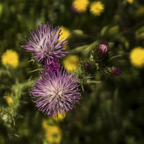 purple thistle flowers	 by césarmartíntovar cmtphoto