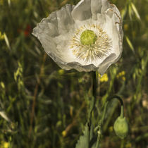 white poppy flower in the field	 by césarmartíntovar cmtphoto