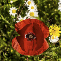 red poppy and daisy flowers  von césarmartíntovar cmtphoto