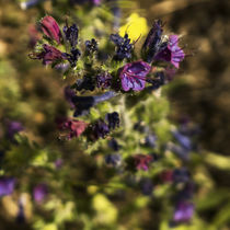 wildflowers purple flowers	 by césarmartíntovar cmtphoto