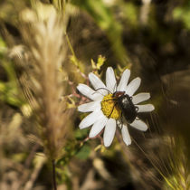 beetle on daisy	 by césarmartíntovar cmtphoto