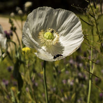 white poppy flower in the field	 von césarmartíntovar cmtphoto