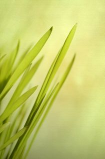 Grass by Priska  Wettstein