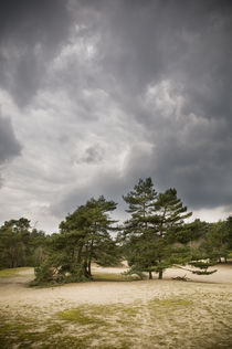 Verdener Dünen, Norddeutschland III von Thomas Schaefer