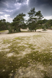 Verdener Dünen, Norddeutschland IV von Thomas Schaefer