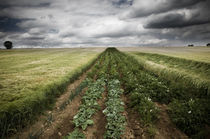 Ein Beet im Kornfeld by Thomas Schaefer