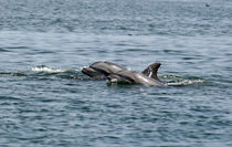Harmonie von Gesellschaft zur Rettung der Delphine e.V.