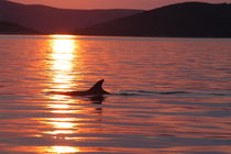 Delfin in der Abendsonne von Gesellschaft zur Rettung der Delphine e.V.