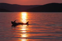 Delfinspiel im Abendrot by Gesellschaft zur Rettung der Delphine e.V.