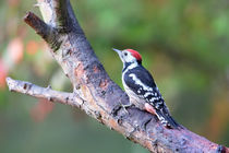 Mittelspecht (Leiopicus medius) von Dirk Rüter