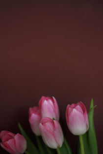 Tulpen II von Thomas Schaefer