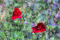 Wildblumen an Mohn von Petra Dreiling-Schewe