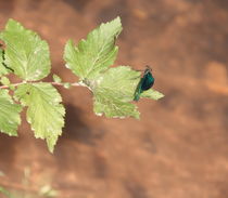 Libelle by Gerda Hutt