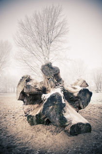 Baumriese am Winterstrand I by Thomas Schaefer