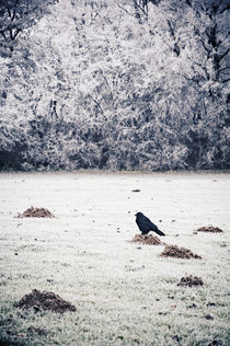 winterlicher Hausbesetzer by Thomas Schaefer