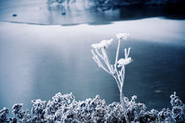 Eisblumen I von Thomas Schaefer