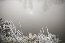 Winterlandschaft im Nebel IV by Thomas Schaefer
